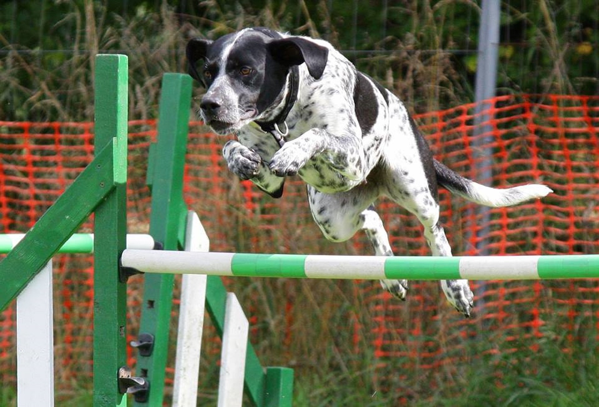 dog_jumping_hurdles